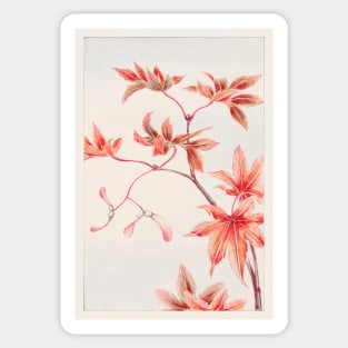 Momiji Maple Tree With Leaves And Seeds by Megata Morikaga Sticker